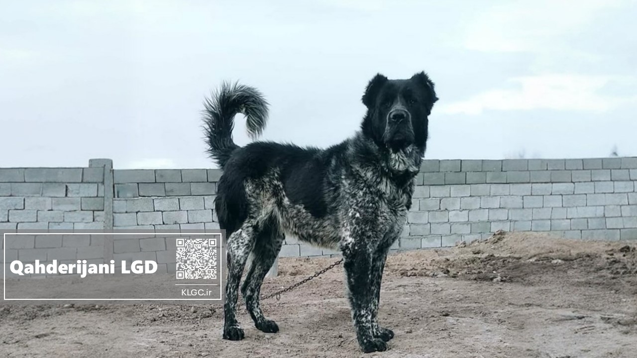 Qahderijani Livestock Guardian Dog